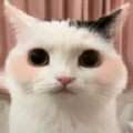 猫猫养成模拟器游戏下载  V1.0